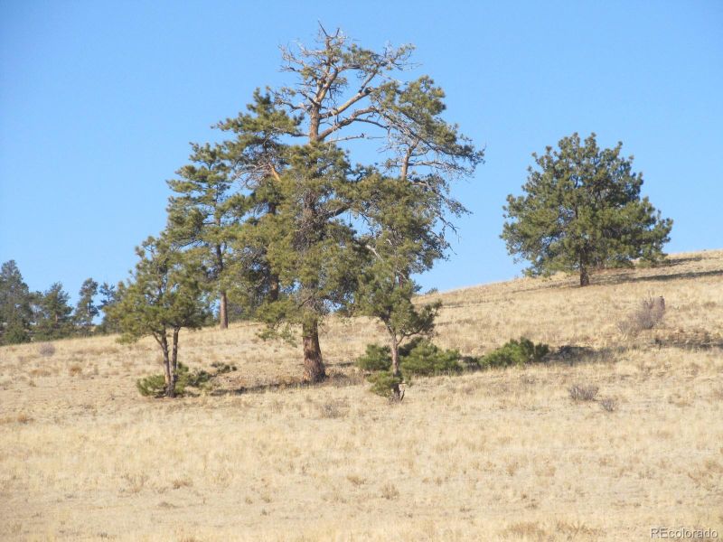 5109 Arikara Trl Lot 5109, Hartsel, CO 80449