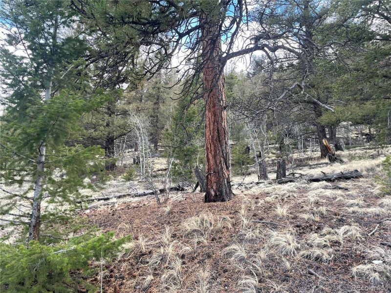 396 La Plata Dr, Hartsel, CO 80449