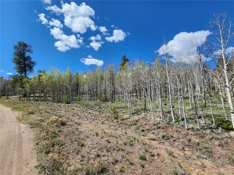 149 Donhe Trl, Hartsel, CO 80449