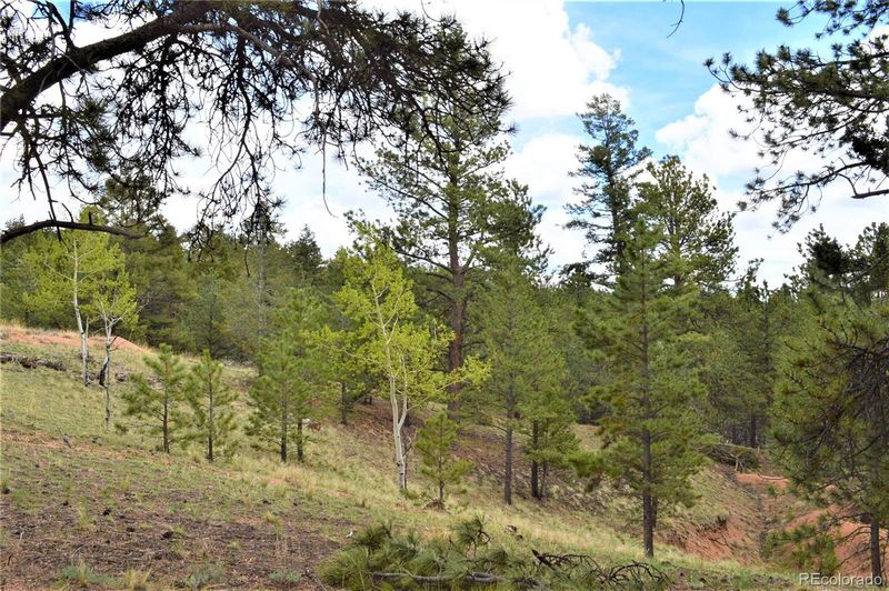 698 Pinewood Rd, Florissant, CO 80816