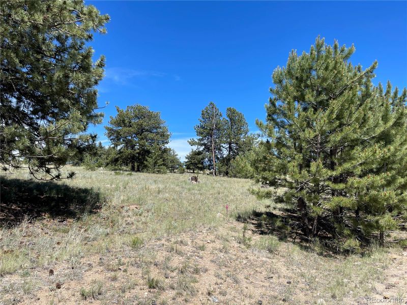 333 Jasper Way Lot 322, Hartsel, CO 80449