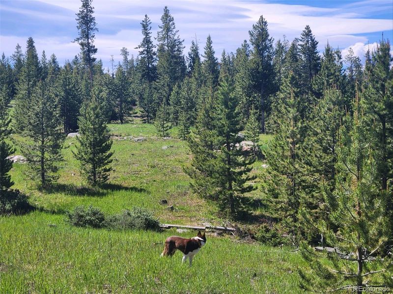 396 Gcr 442, Grand Lake, CO 80447