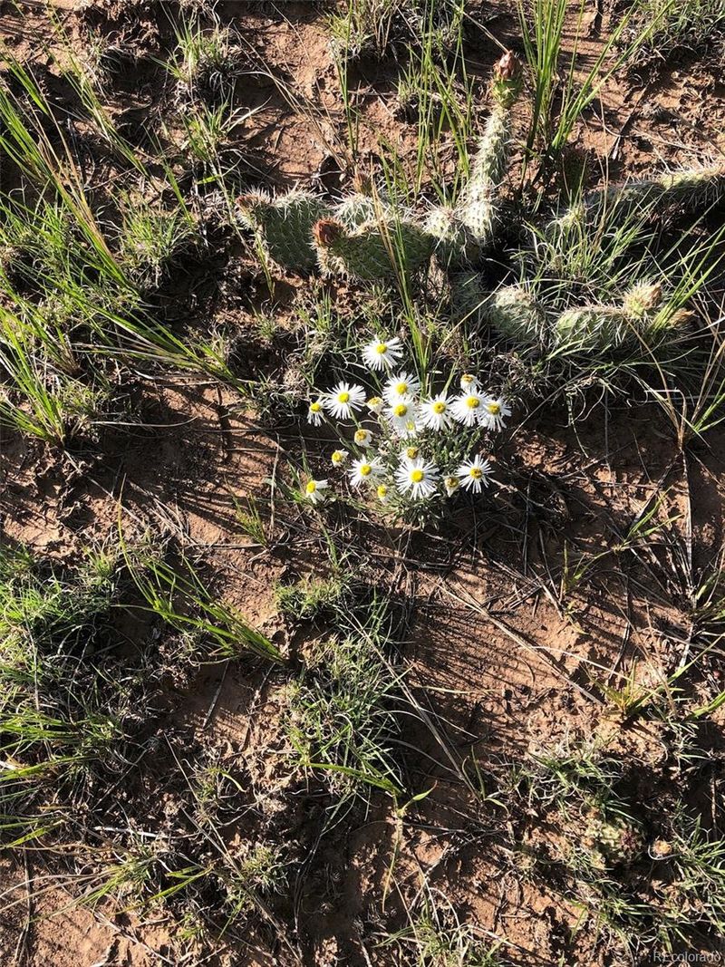 Lot 1 Coyote Lake Lot 1, Walsenburg, CO 81089