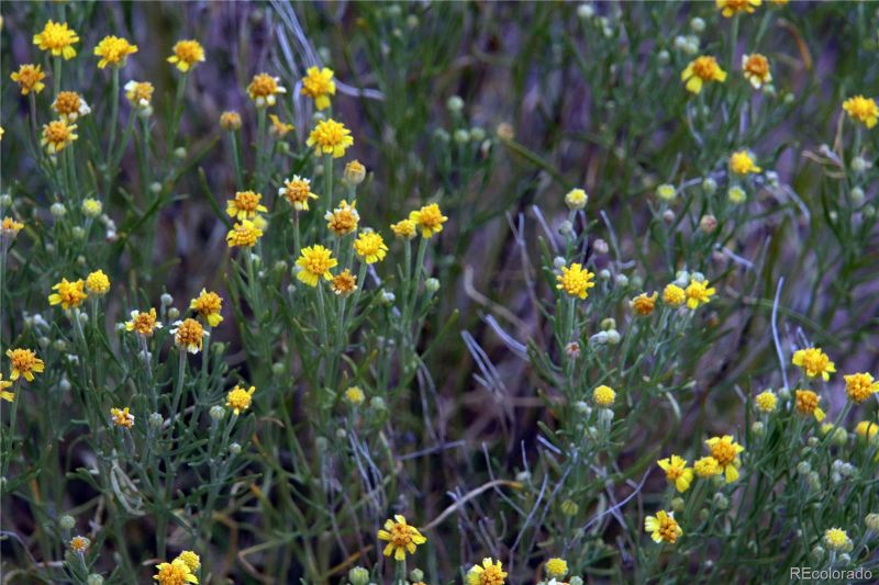 Lot 24 North Melby Ranch Rd, San Luis, CO 81152