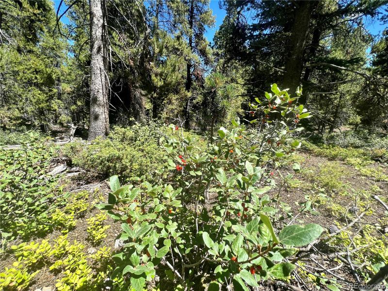 0 Venture Rd, Fairplay, CO 80440