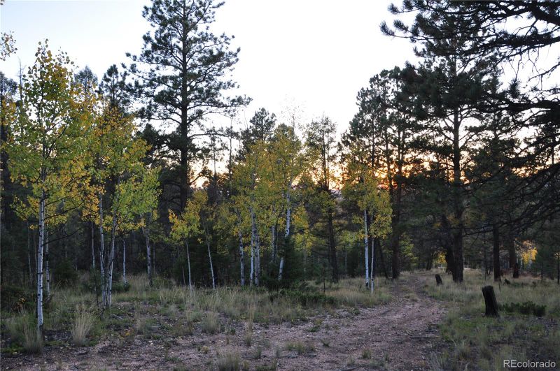 1299 Rangeview Rd, Divide, CO 80814