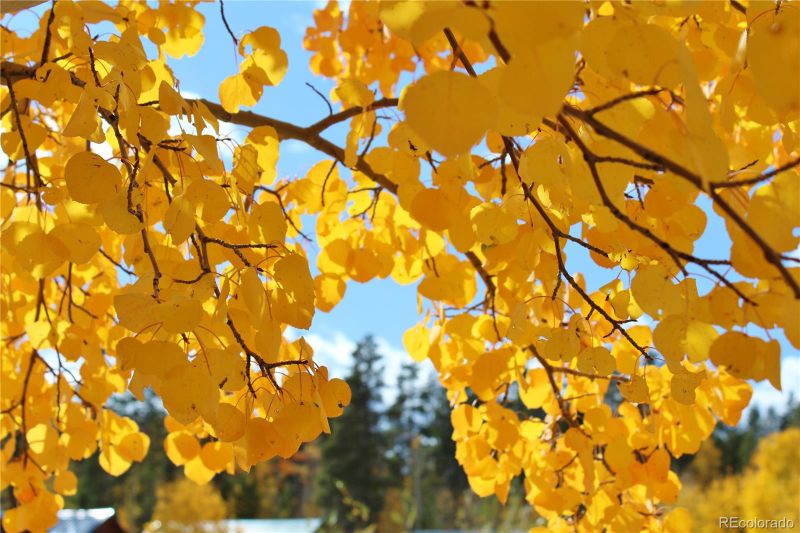 80 Sunshine Loop, Fairplay, CO 80440
