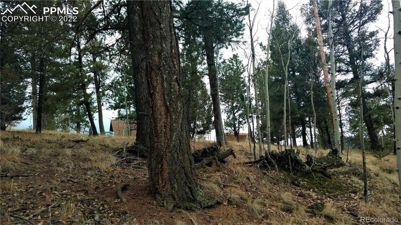 910 Will Scarlet Dr, Divide, CO 80814