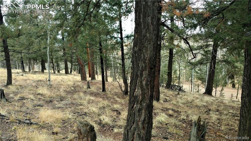 910 Will Scarlet Dr, Divide, CO 80814