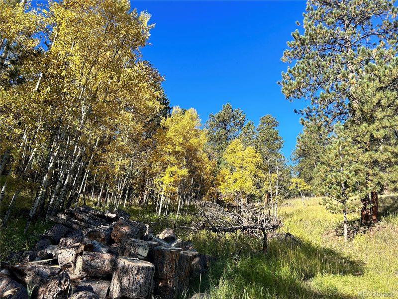 311 Pine Dr, Bailey, CO 80421