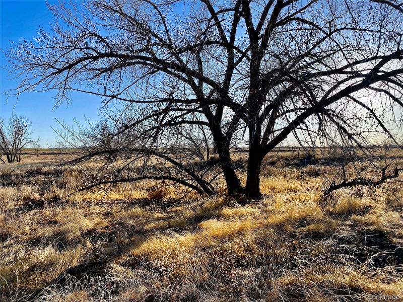 County Road 8, Wiggins, CO 80654