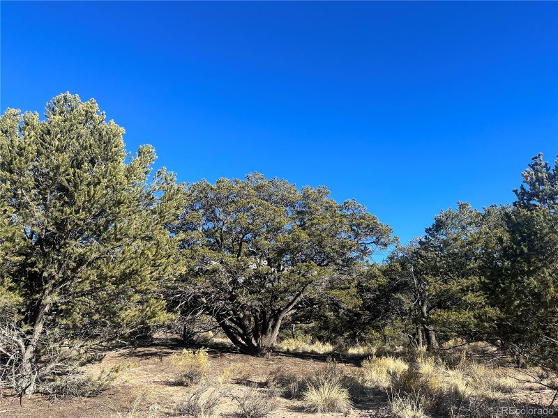 1452 Pinecrest Ol, Crestone, CO 81131