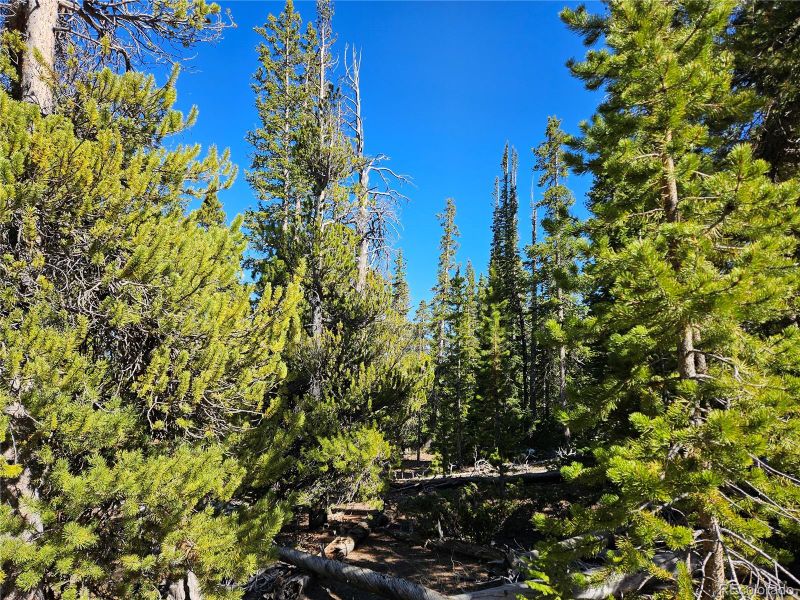 1186 Bobcat Ln Lot 439, Fairplay, CO 80440