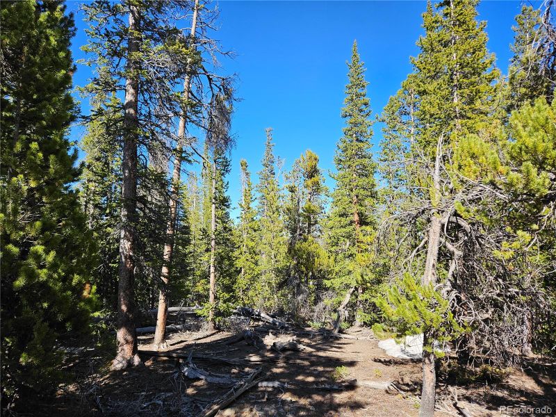 1186 Bobcat Ln Lot 439, Fairplay, CO 80440