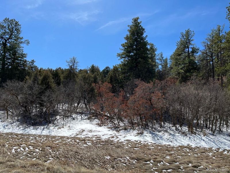4492 Comanche Dr, Larkspur, CO 80118