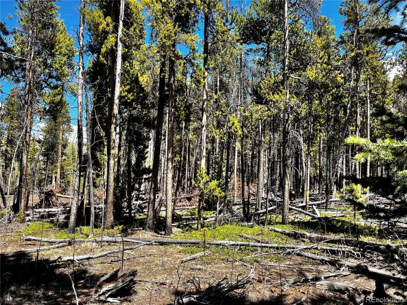 84 Muhly Ct Lot 53, Fairplay, CO 80440