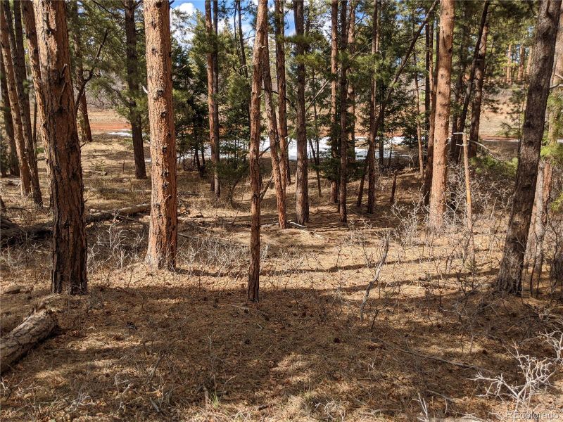8159 Bannock Dr, Larkspur, CO 80118