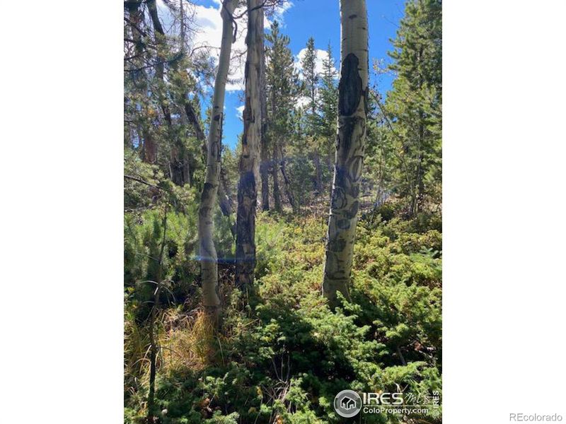 19 Axtupi Ct, Red Feather Lakes, CO 80545