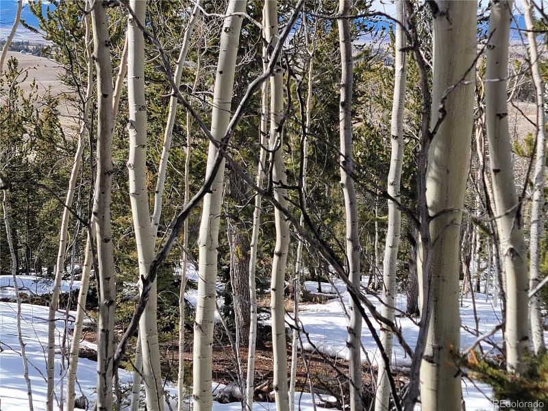 309 Tipi Ln, Jefferson, CO 80456