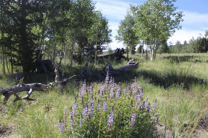 1979 Pitchfork Rd Lot 1224, Hartsel, CO 80449
