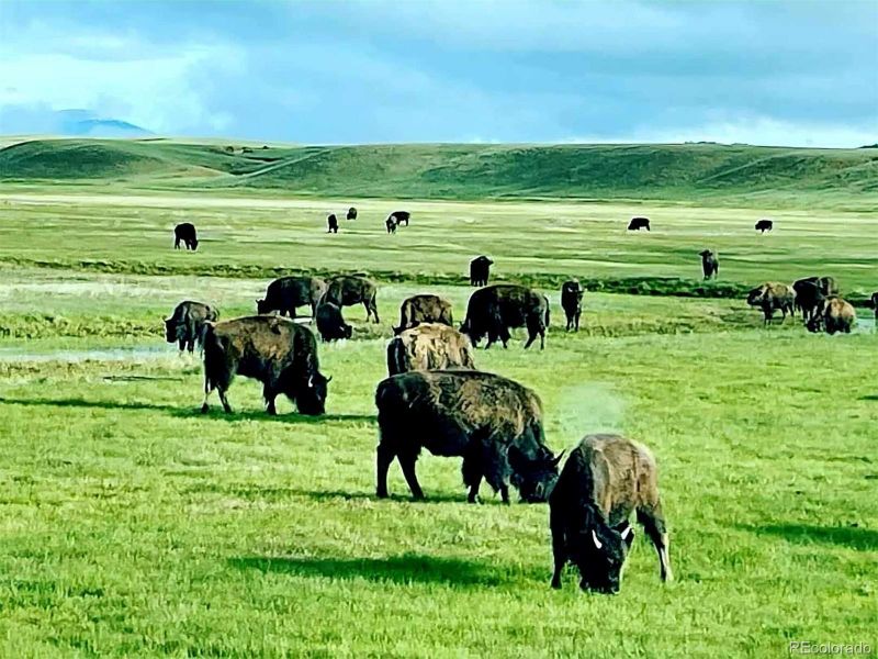 1682 Rio Blanco Rd, Hartsel, CO 80449