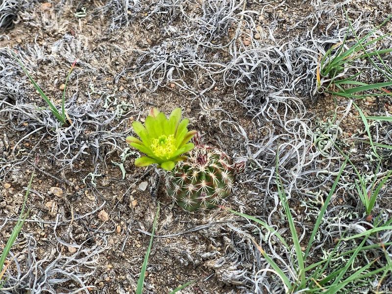 Lot 18 l&g, Gardner, CO 81040