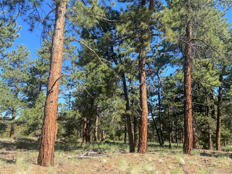 Chubb, Buena Vista, CO 81233