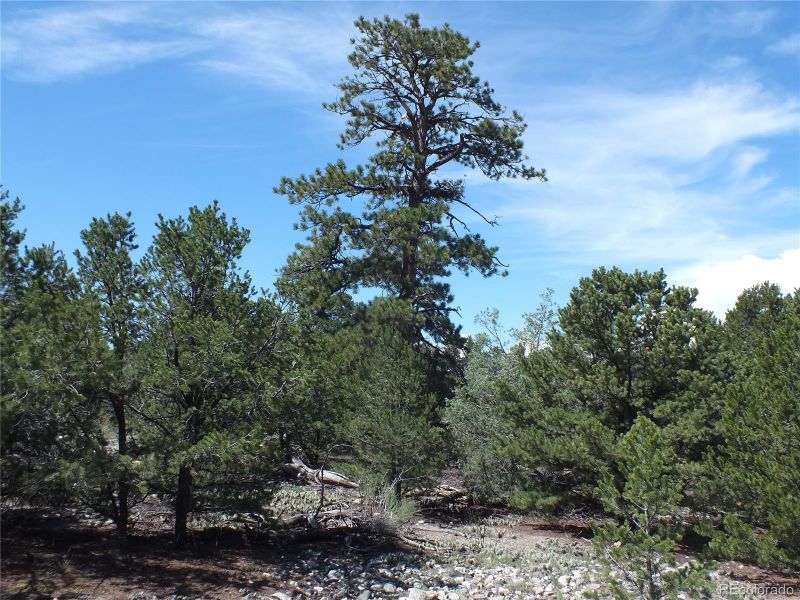 43 Mill Run Rd, Mosca, CO 81146