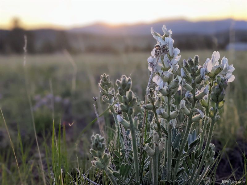 189 Boulder Rd, Hartsel, CO 80449