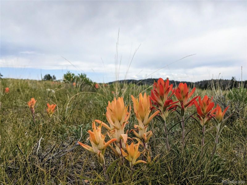 189 Boulder Rd, Hartsel, CO 80449