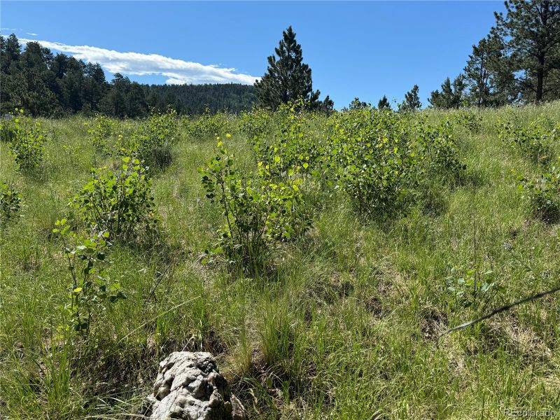 536 Nightshade Dr, Westcliffe, CO 81252