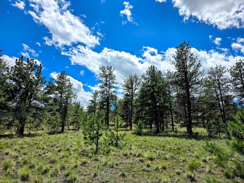 2528 Oxford Dr, Hartsel, CO 80449