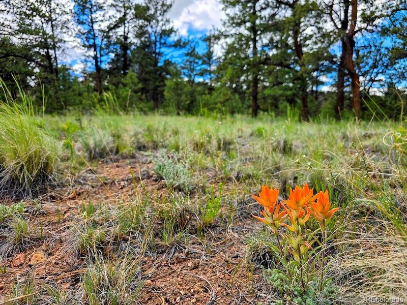 2528 Oxford Dr, Hartsel, CO 80449