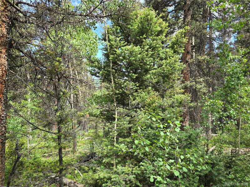 6656 Alden Rd, Fort Garland, CO 81133