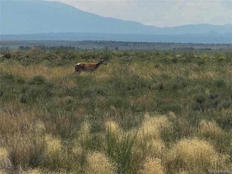 Lot 12 8th St, Blanca, CO 81123