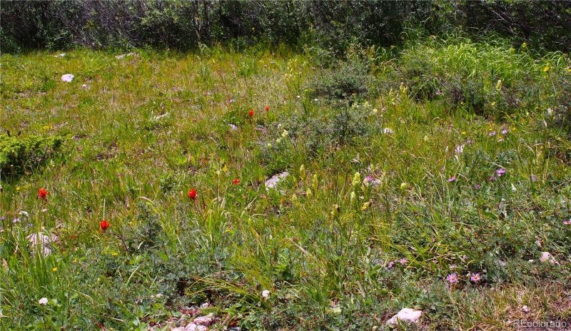 Forest Service Road 408, Alma, CO 80440