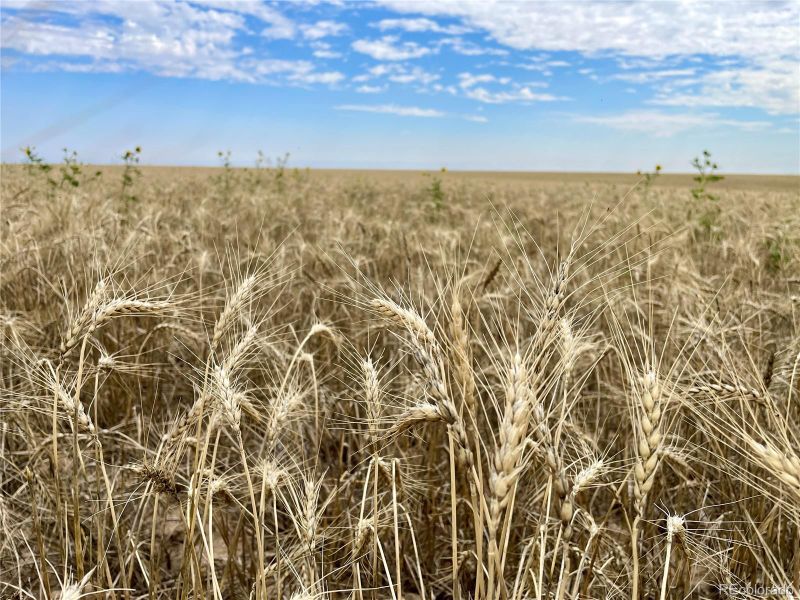 County Road 35, Genoa, CO 80818