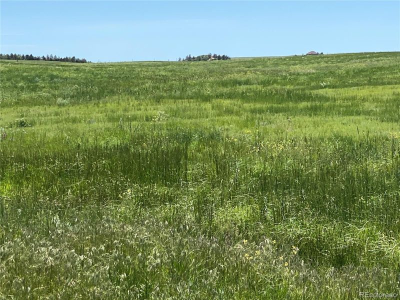 Haskel Creek Rd, Larkspur, CO 80118