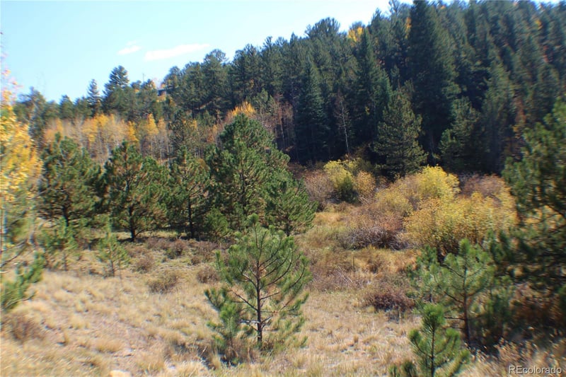 2020 Shelton Dr, Bailey, CO 80421