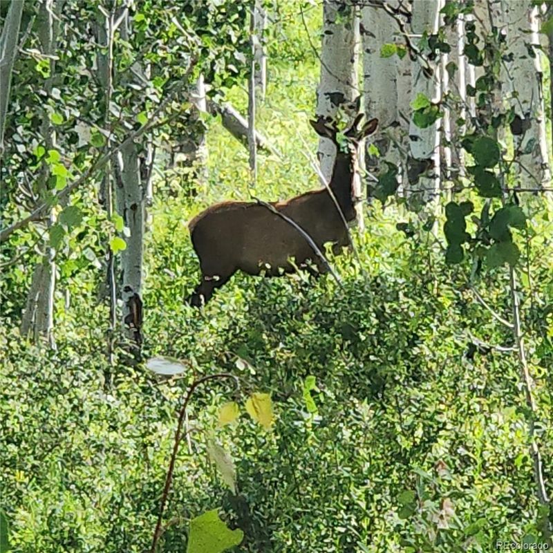 000 Zs Rd, Whitewater, CO 81527