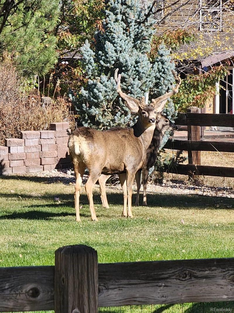 4860 Bluesky Dr, Castle Rock, CO 80109