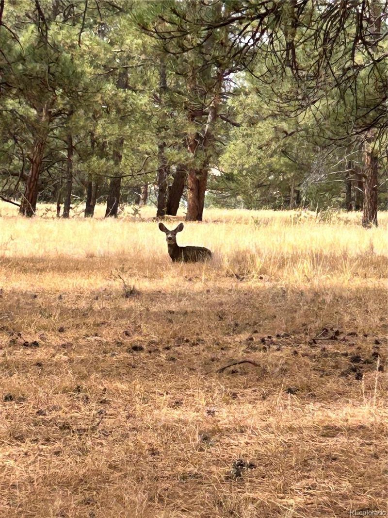A County Road 17, Elizabeth, CO 80107