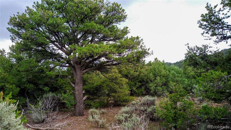 Lot 44 Shed Horn Dr Lot 44, San Luis, CO 81152