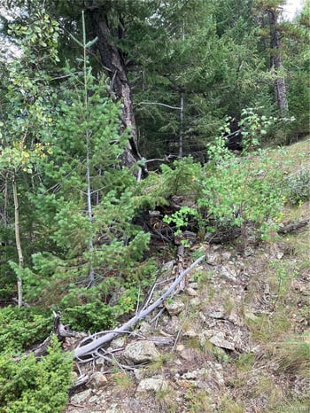 7 Miners Rd, Black Hawk, CO 80422