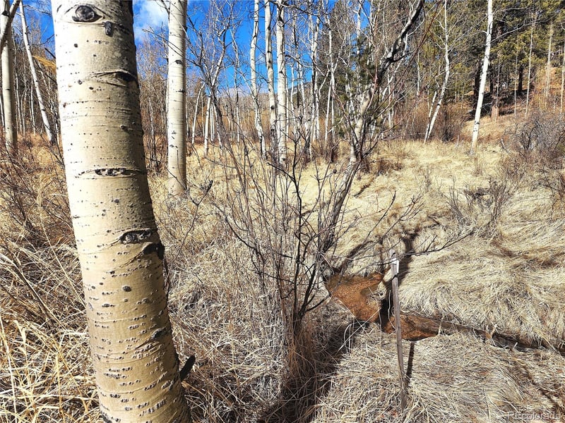 144 Gray St, Bailey, CO 80421