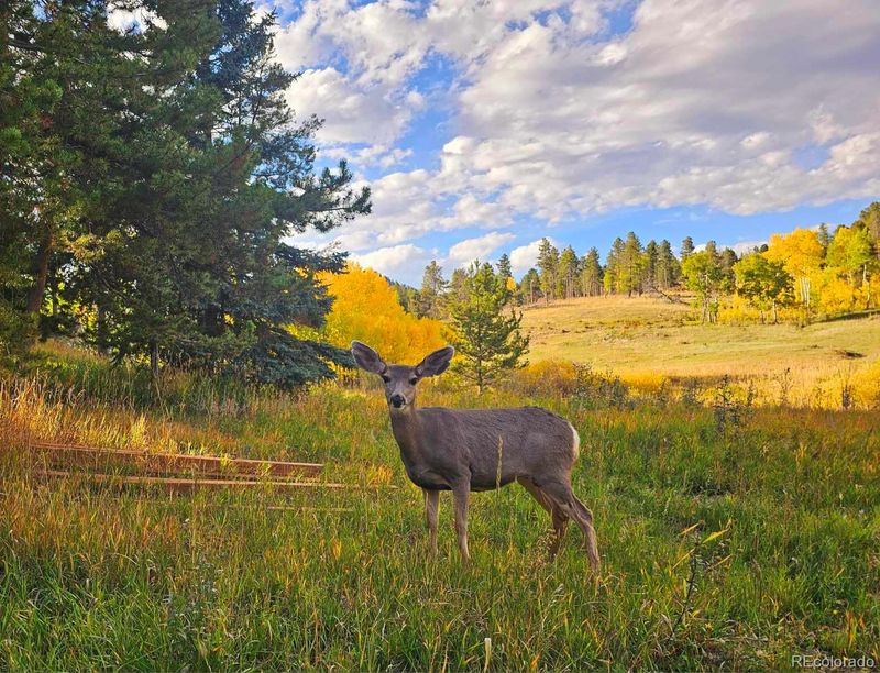10858 Norton Ave, Conifer, CO 80433