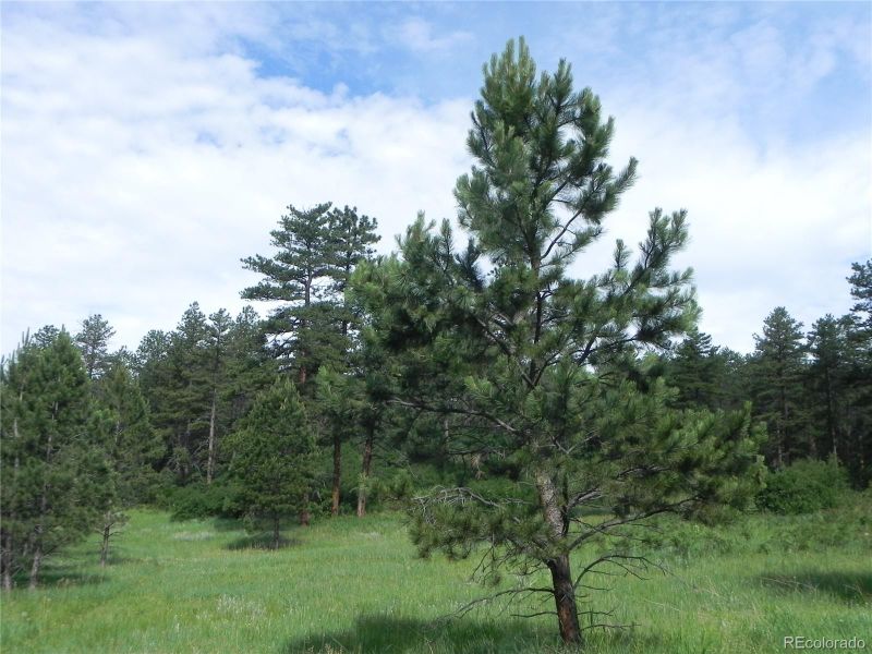 8448 Crow Pl, Larkspur, CO 80118
