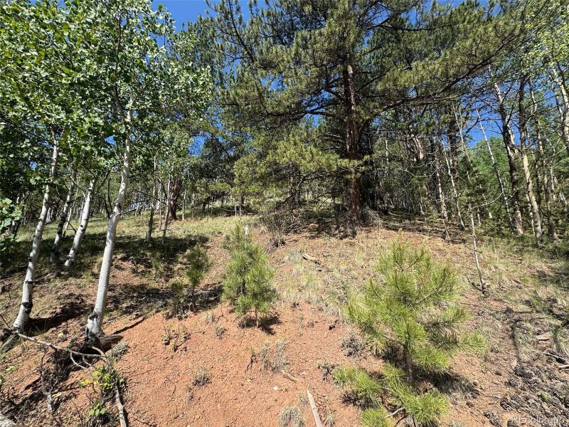 281 Pikes Peak Dr, Divide, CO 80814