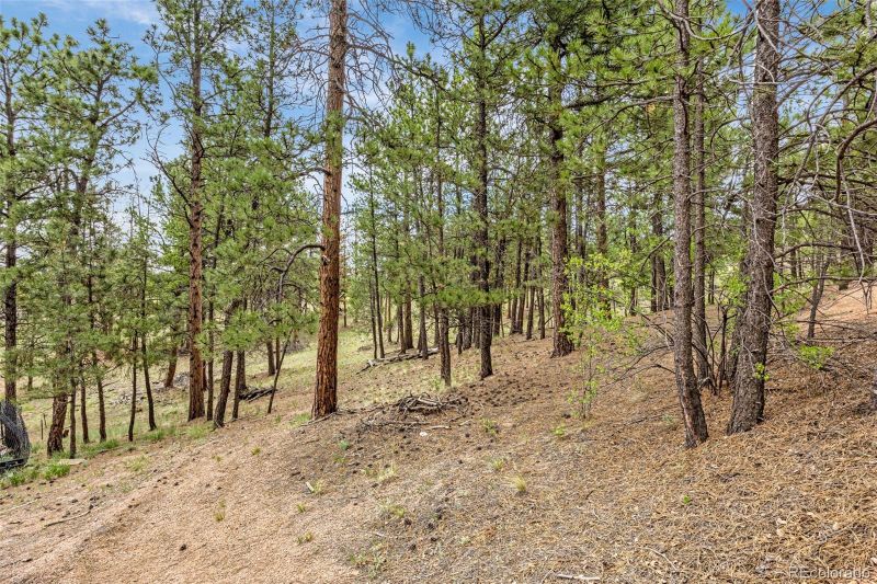 77 Monarch Dr, Florissant, CO 80816
