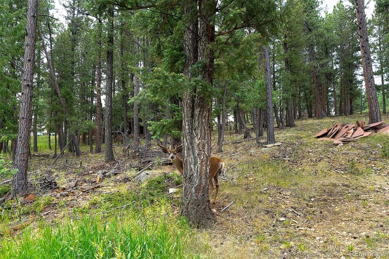 32 Aspen Dr, Bailey, CO 80421